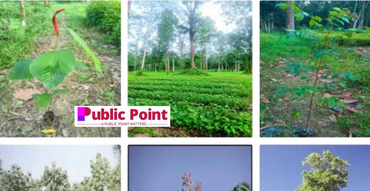 Amrit Brikha Andolan 2023 Registration, Apply Online, aba.assam.gov.in Login, Status